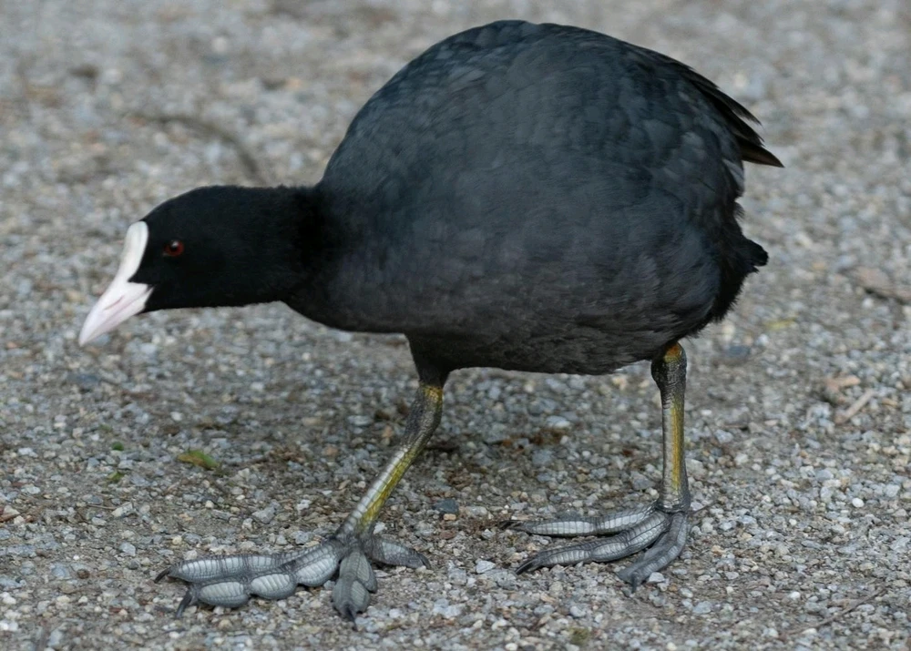 Bild hochgeladen von Max