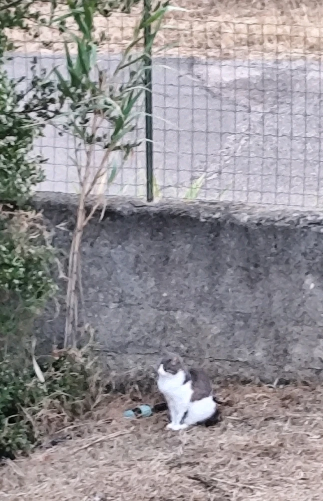 Immagine caricata da Nanaki