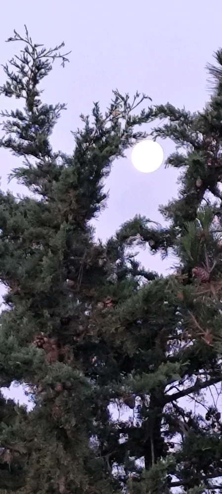 Immagine caricata da Nanaki