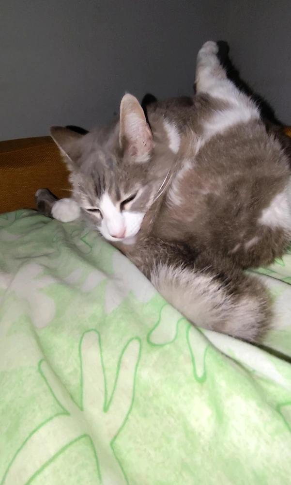 Immagine caricata da Nanaki