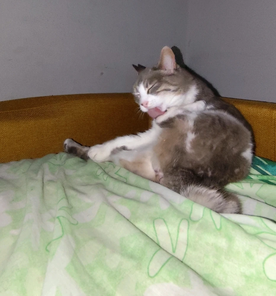 Immagine caricata da Nanaki