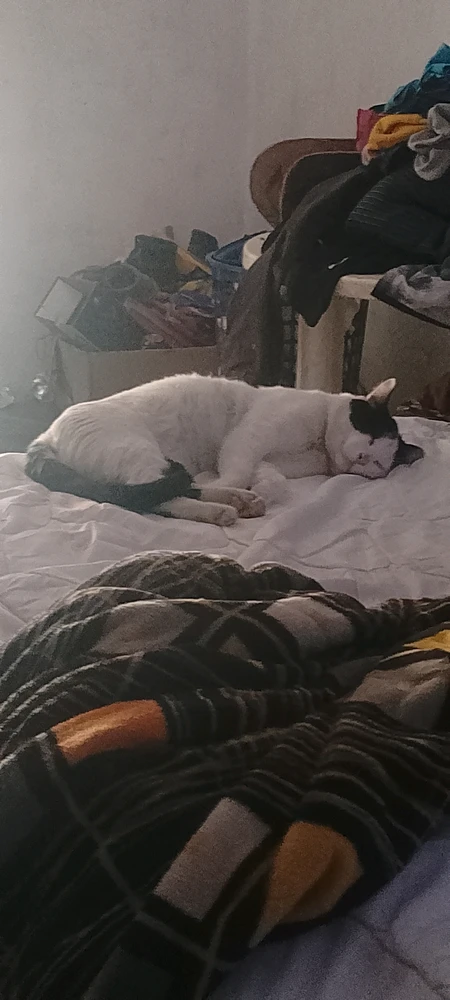 Imagen subida por Zaid