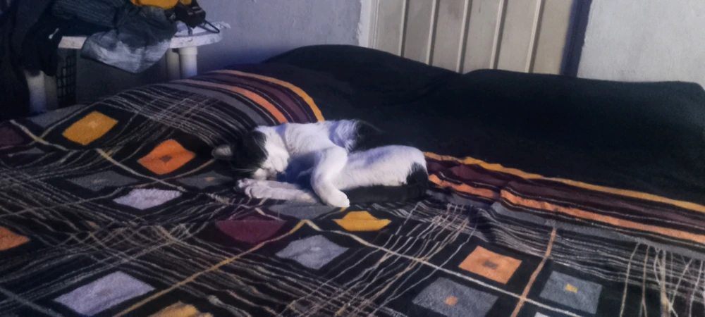 Imagen subida por Zaid