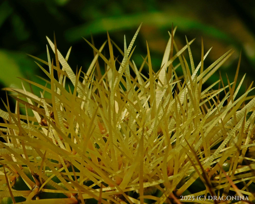 Zdjęcie dodane przez Czarna_Kosmitka