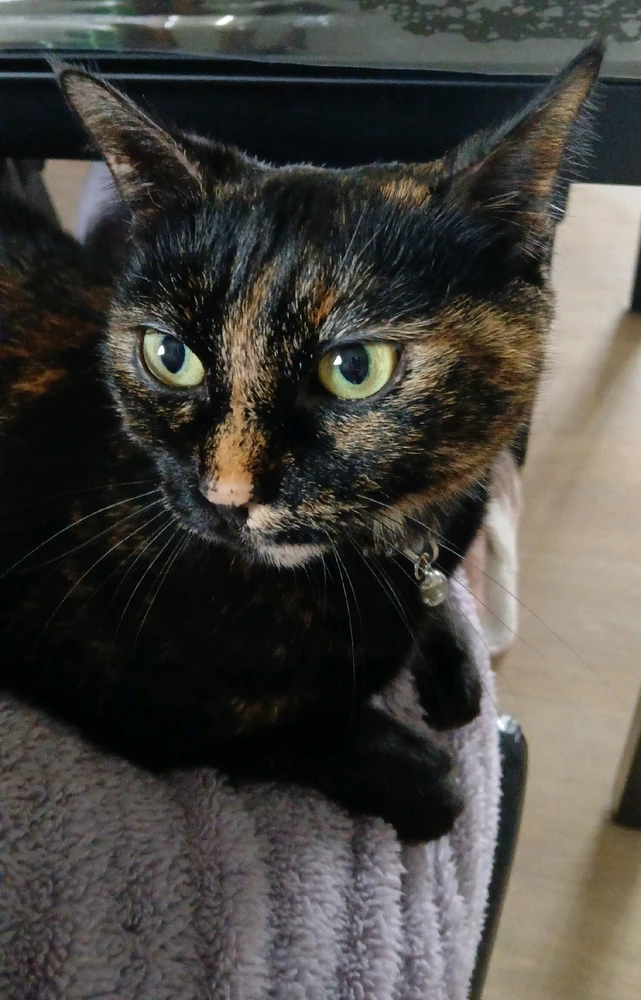 Les Loulous des 👻📷