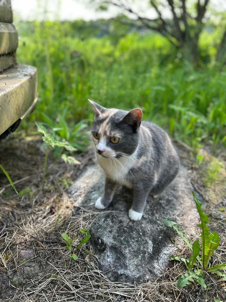 GIF-tiedoston lisäsi aleksi