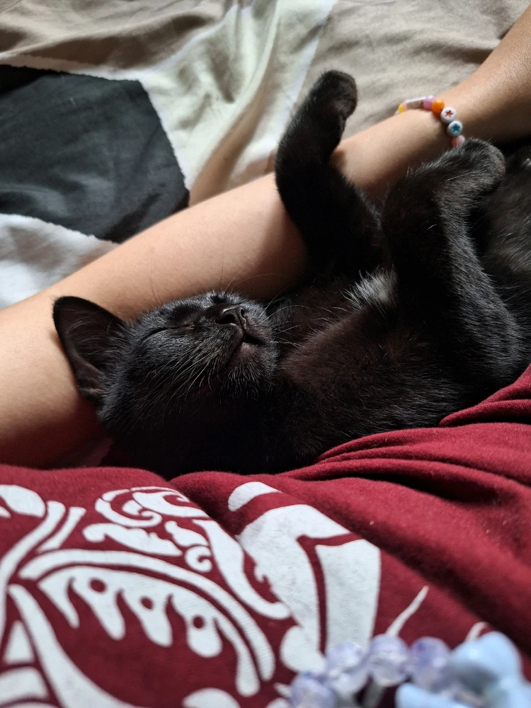 GIF diunggah oleh Agnes