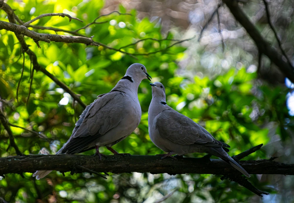 Image uploaded by Arthur