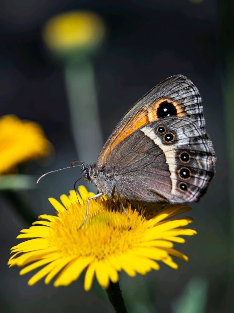 Image uploaded by Arthur