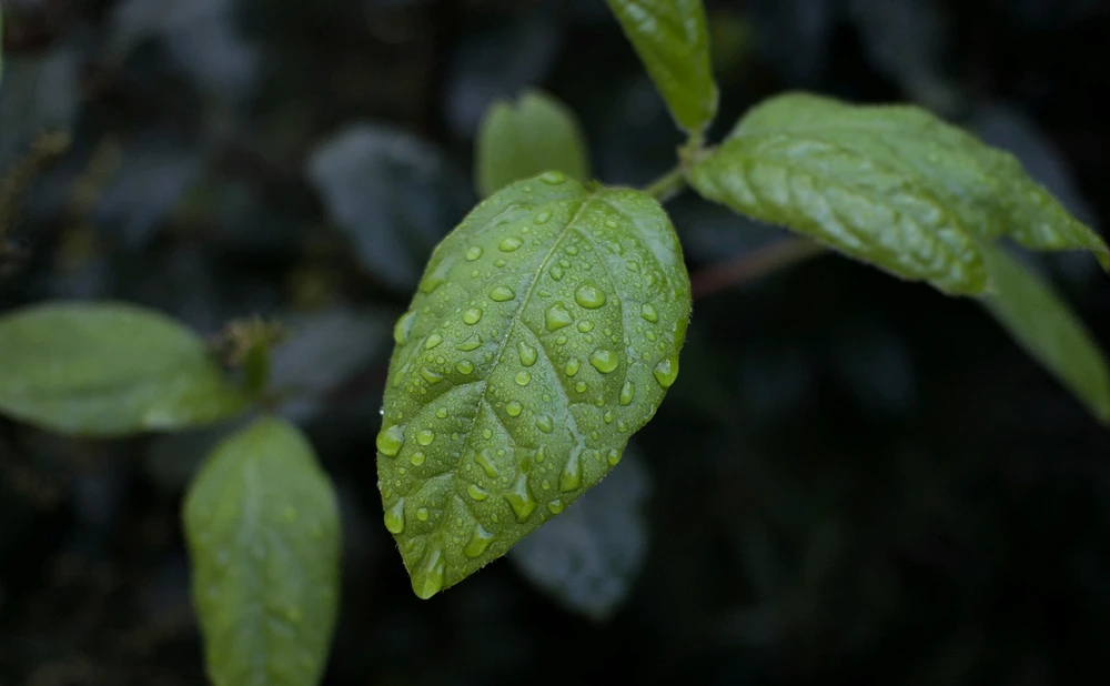 Image uploaded by Arthur