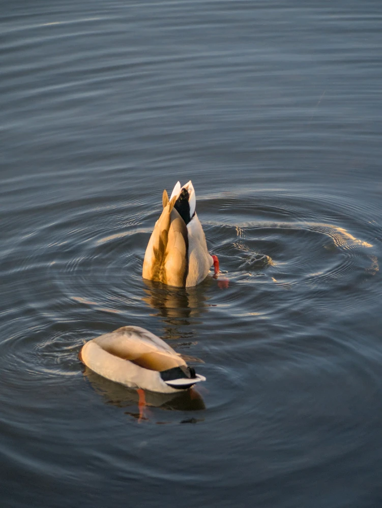 Image uploaded by Arthur