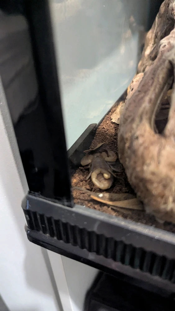 This is my Baby Flinders Range Scorpion, it is yet to be named and I'm yet to find out it's sex.