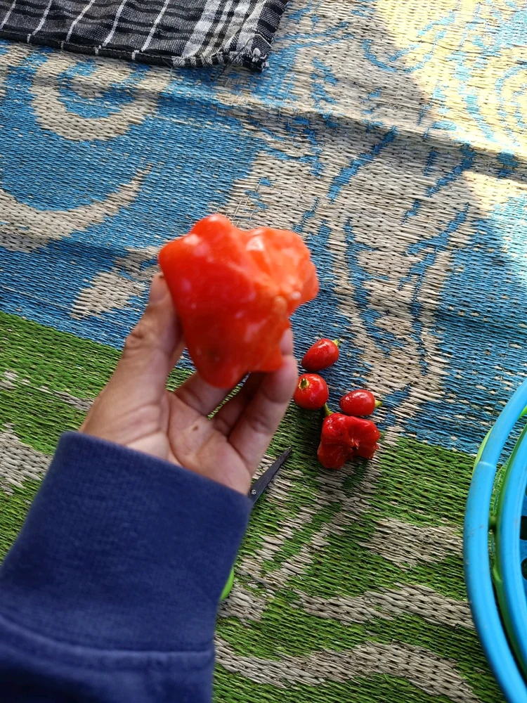 Image uploaded by Zee