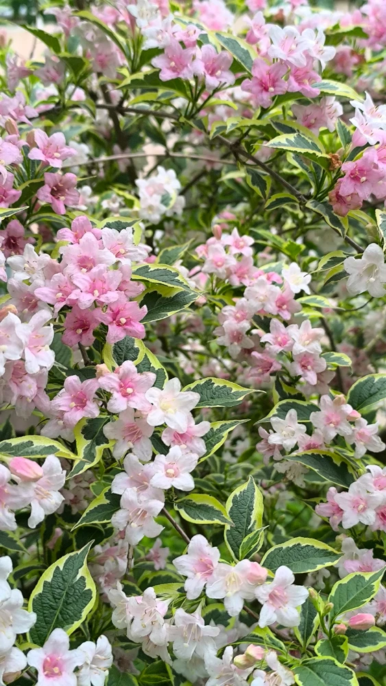 GIF загружаны Аня