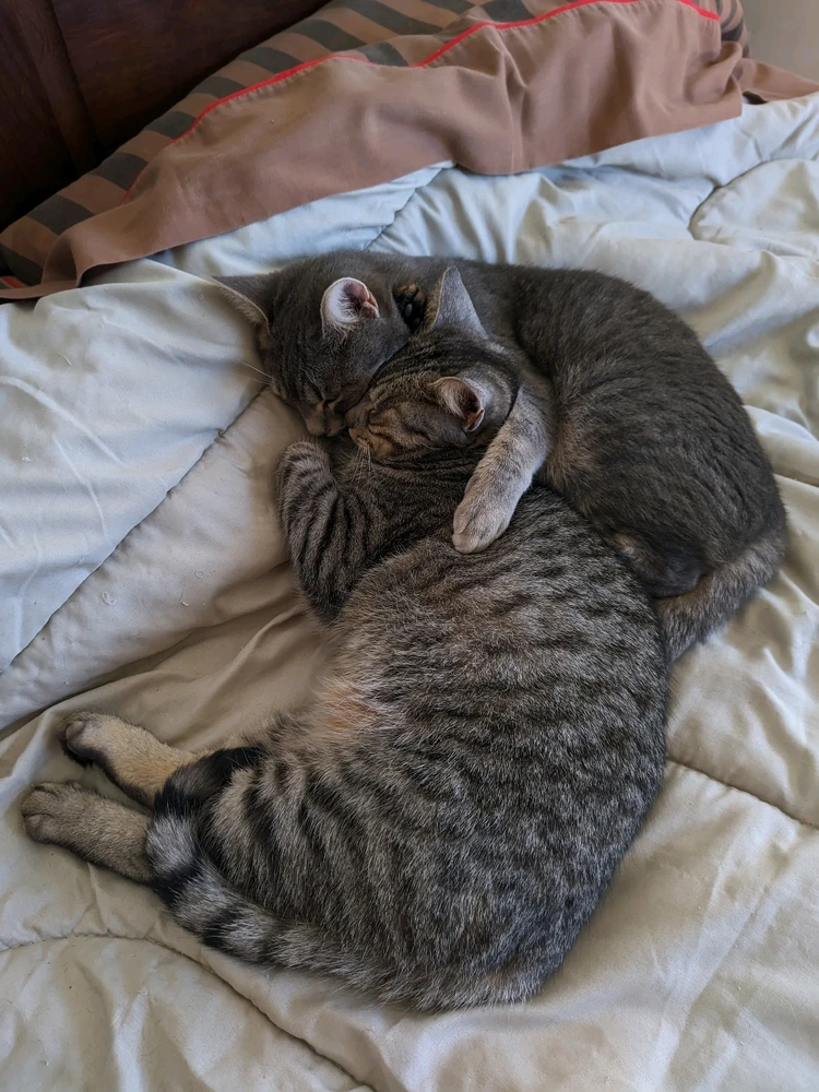 GIF subido por Nacho