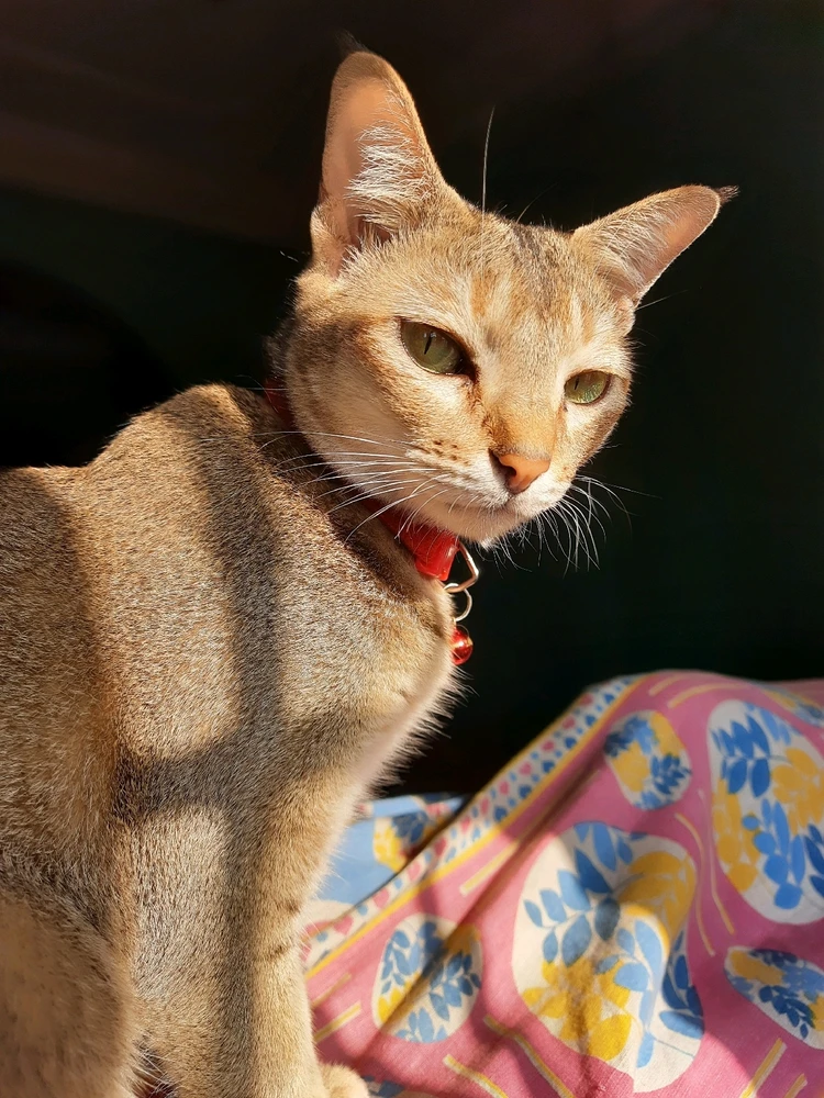 GIF uploaded by Banasree