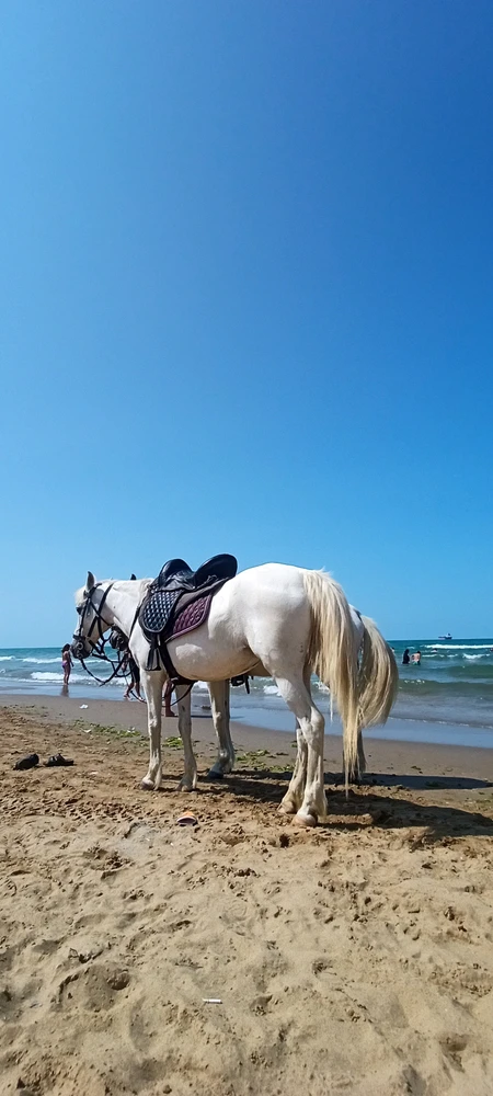 Nurettin tarafından yüklenen görsel