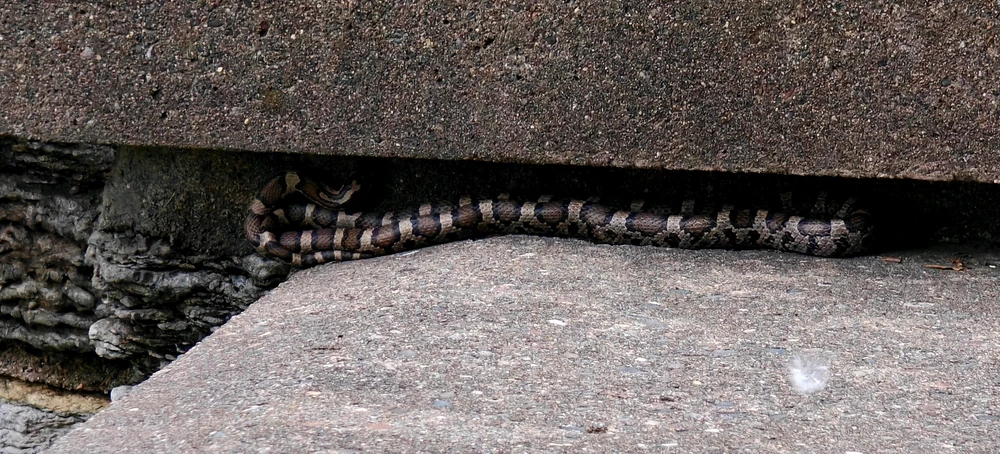 Image uploaded by Dan