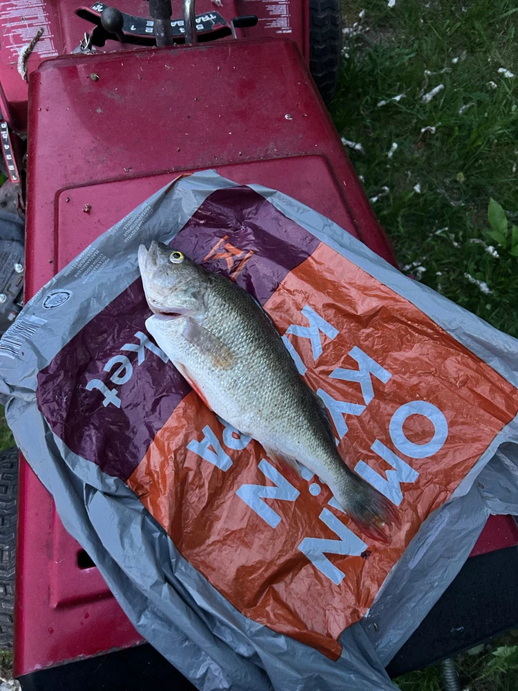 GIF-tiedoston lisäsi aleksi