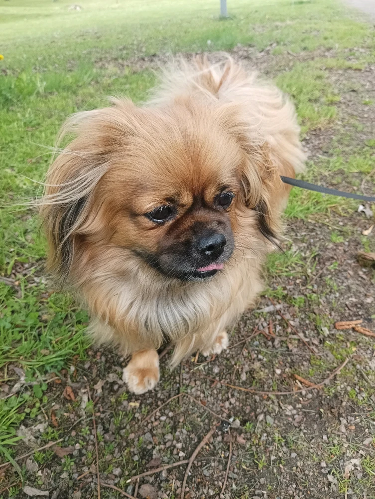 GIF-tiedoston lisäsi Sampsa