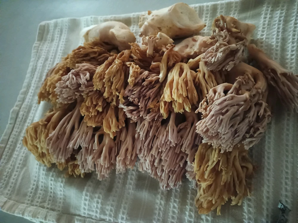 Image uploaded by Joshua