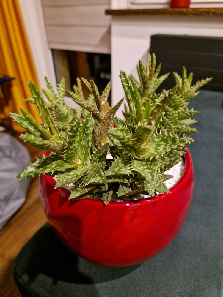 Zdjęcie dodane przez Sigil