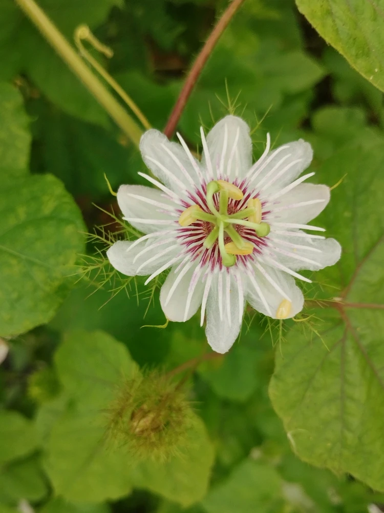 GIF อัปโหลดโดย Anu "누"