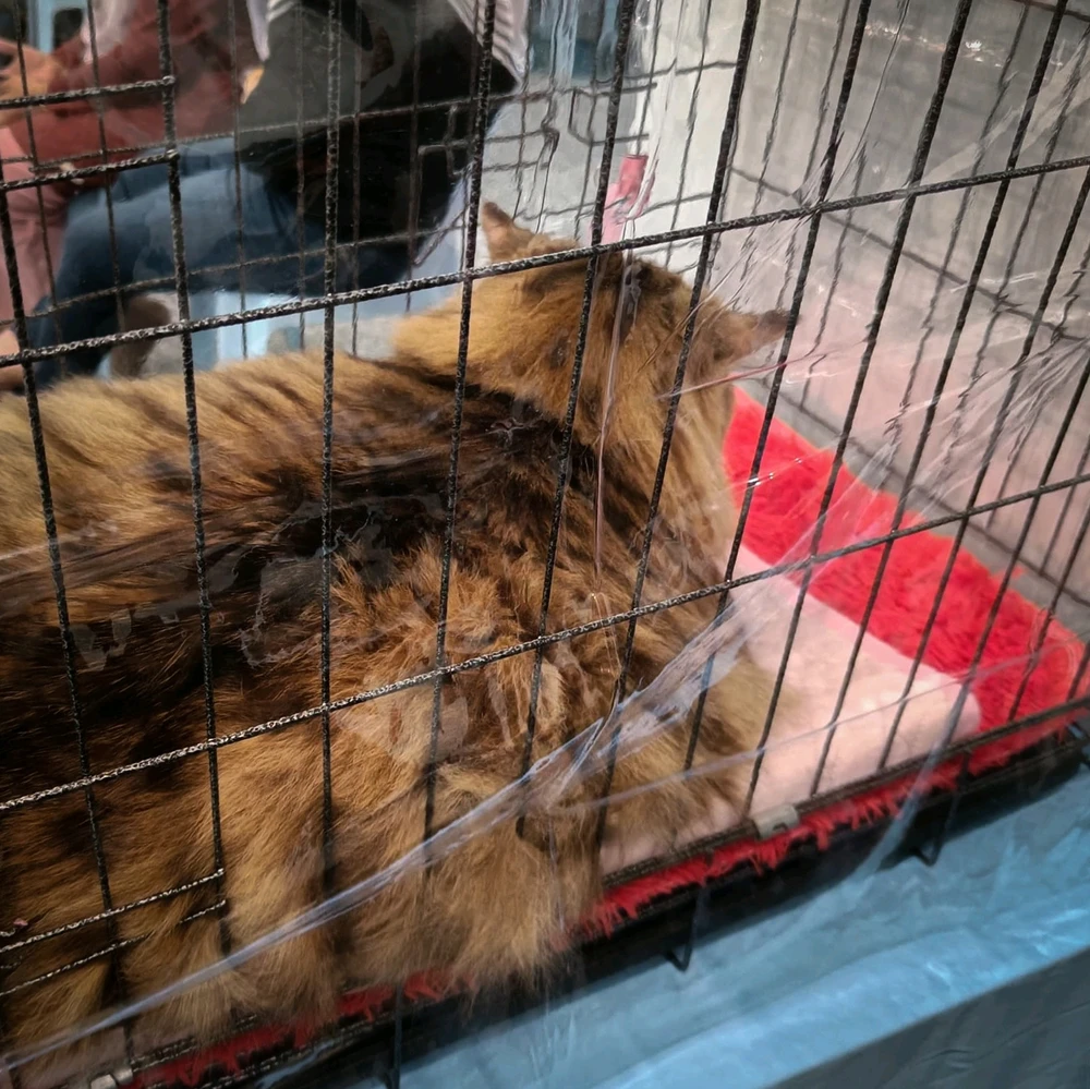 Image uploaded by Thea