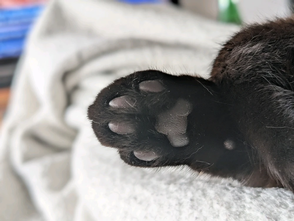 GIF hochgeladen von Rafael