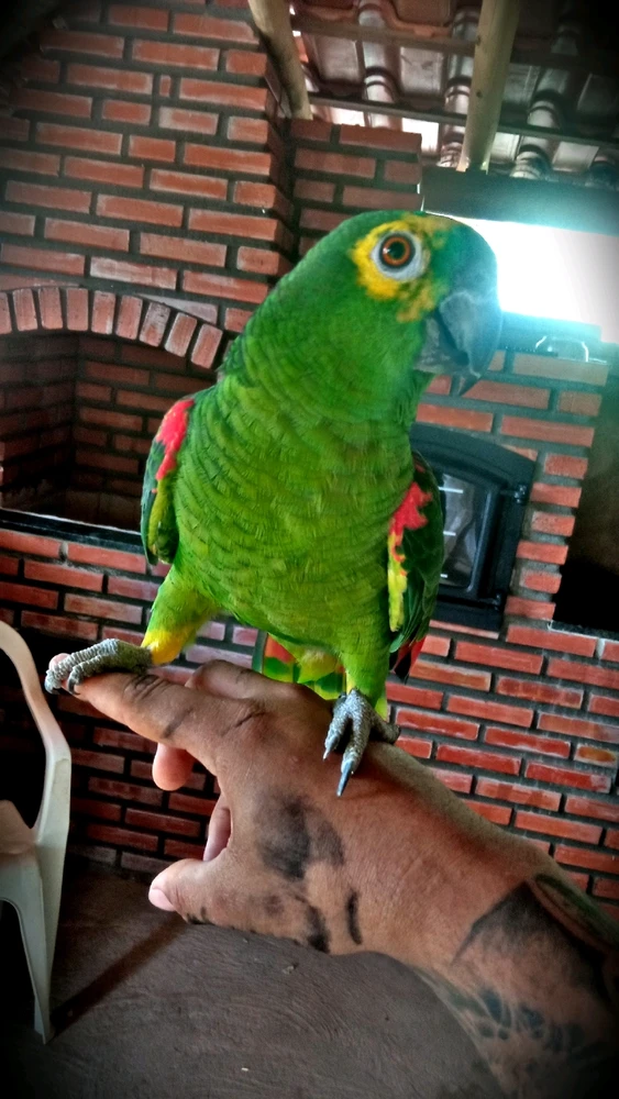 Imagem enviada por Andre Felipe