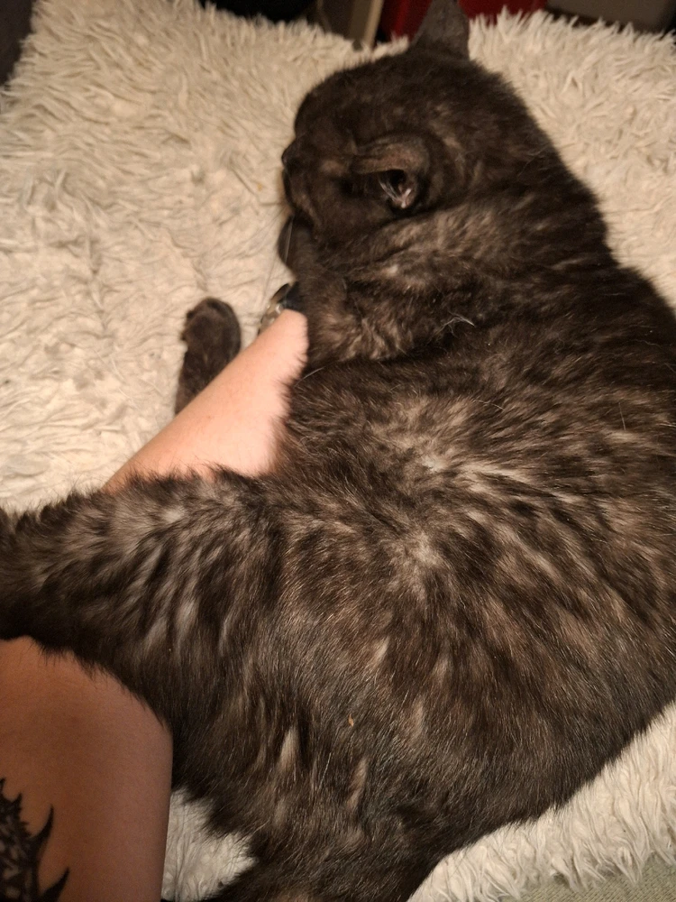 GIF hochgeladen von Elias