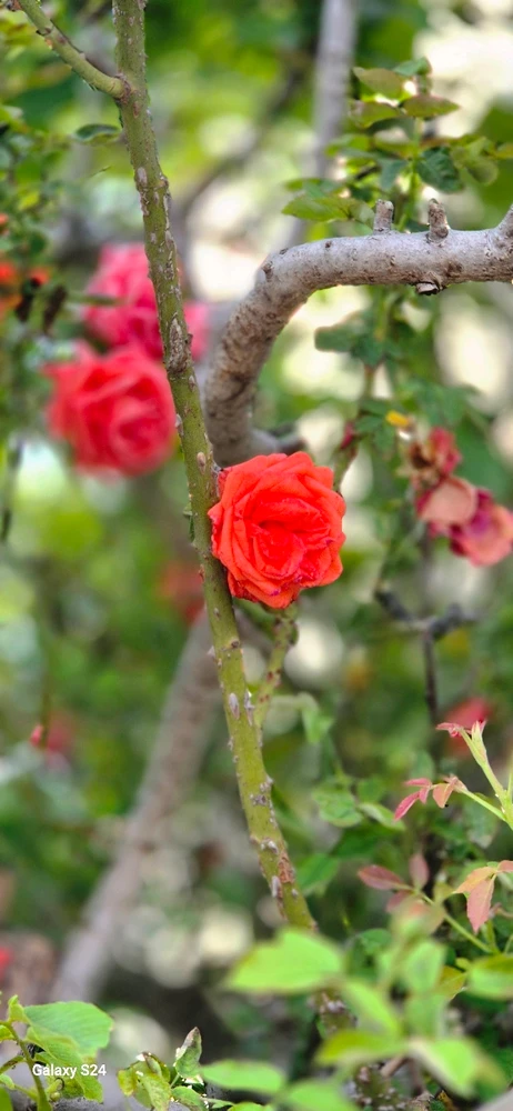 Tibi által feltöltött kép