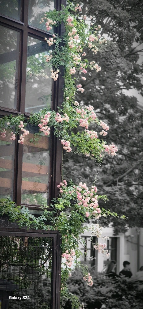 Tibi által feltöltött kép