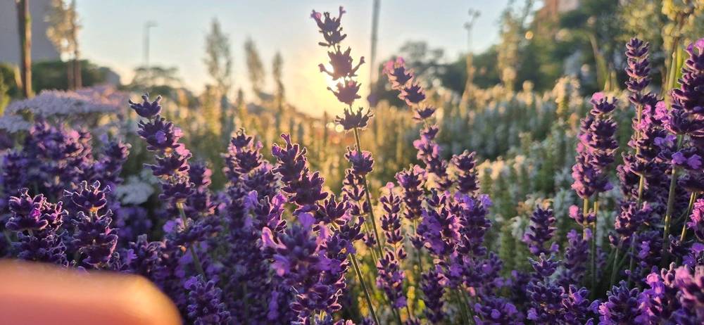 Tibi által feltöltött kép