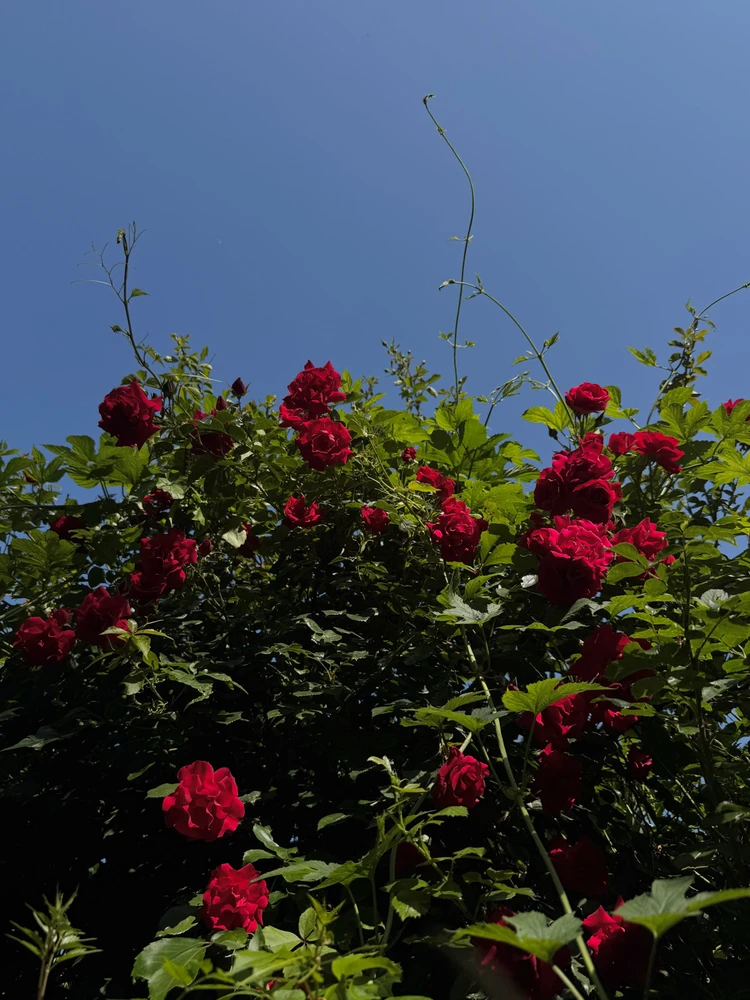 Obrázek nahrál Irónia