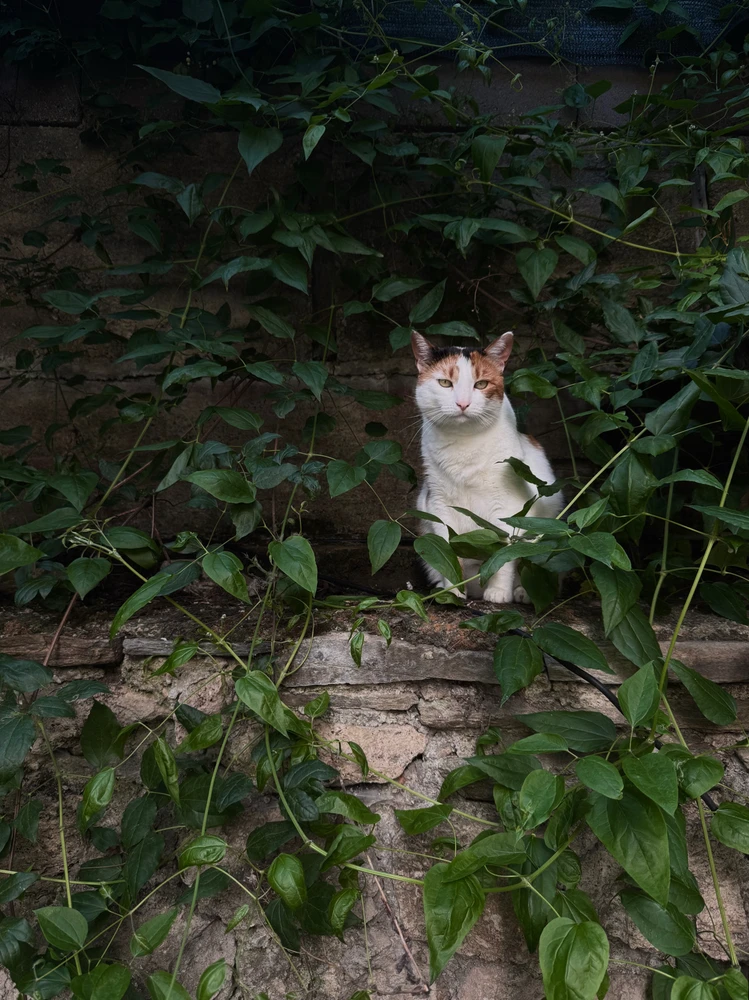 Obrázek nahrál Irónia