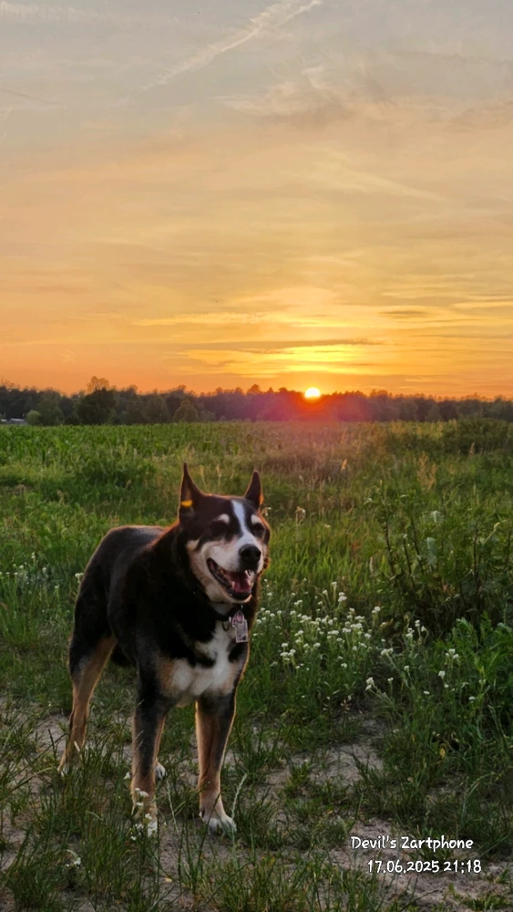 Bild hochgeladen von Devil