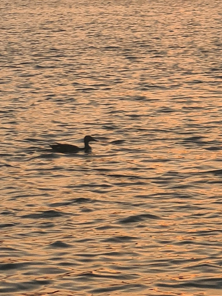 Sliku je postavio/la Zoran