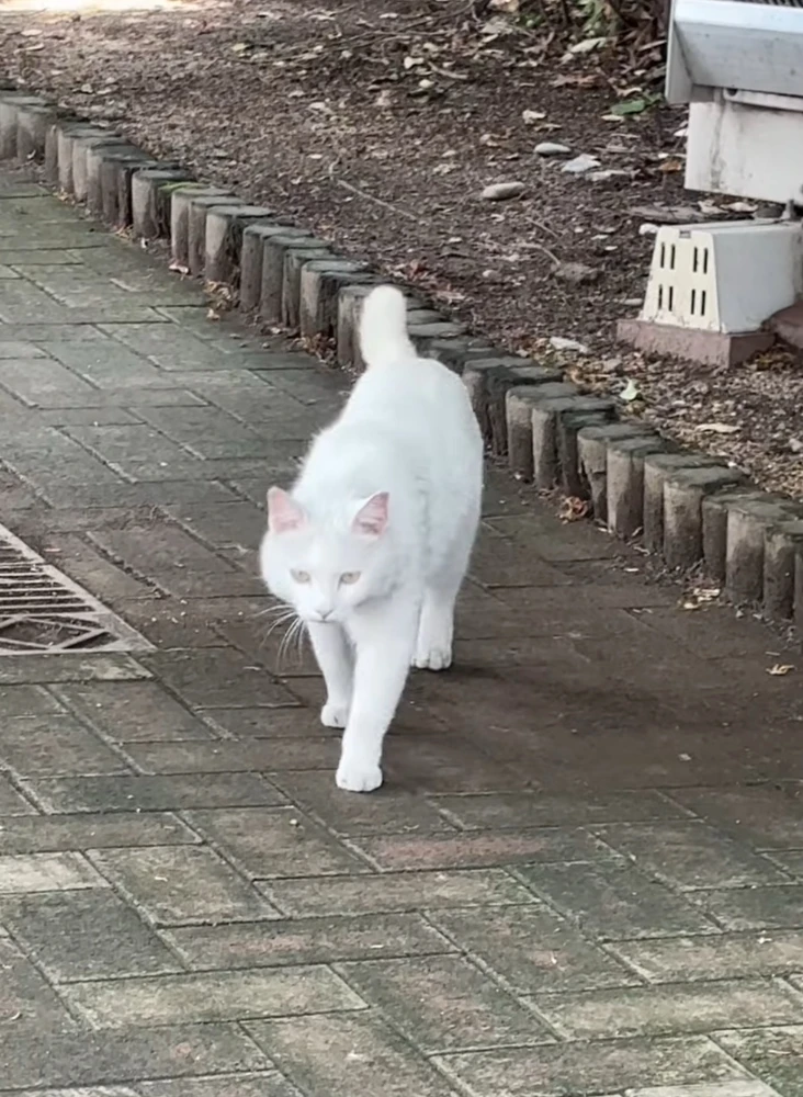 cy上传的GIF