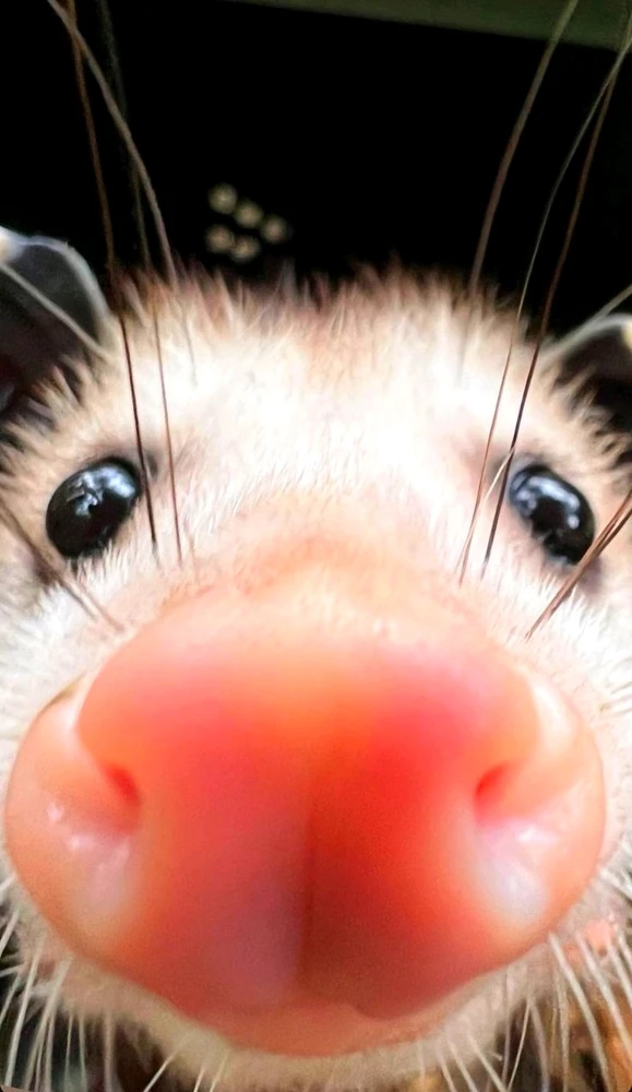 Гіфку завантажив Natalia🦇