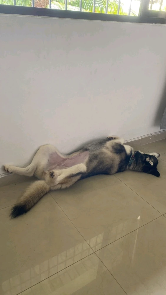 GIF загружаны Lizbeth