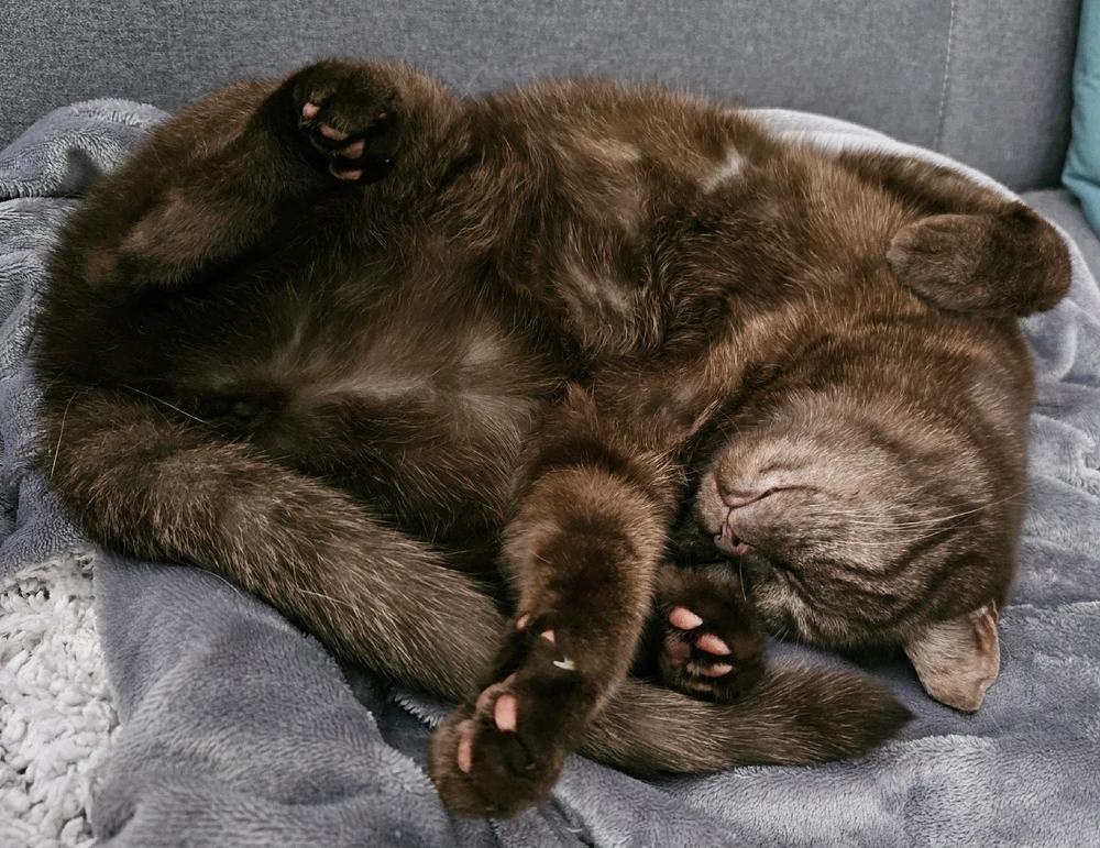 GIF hochgeladen von 𝕁𝕖𝕤𝕤𝕚𝕔𝕒