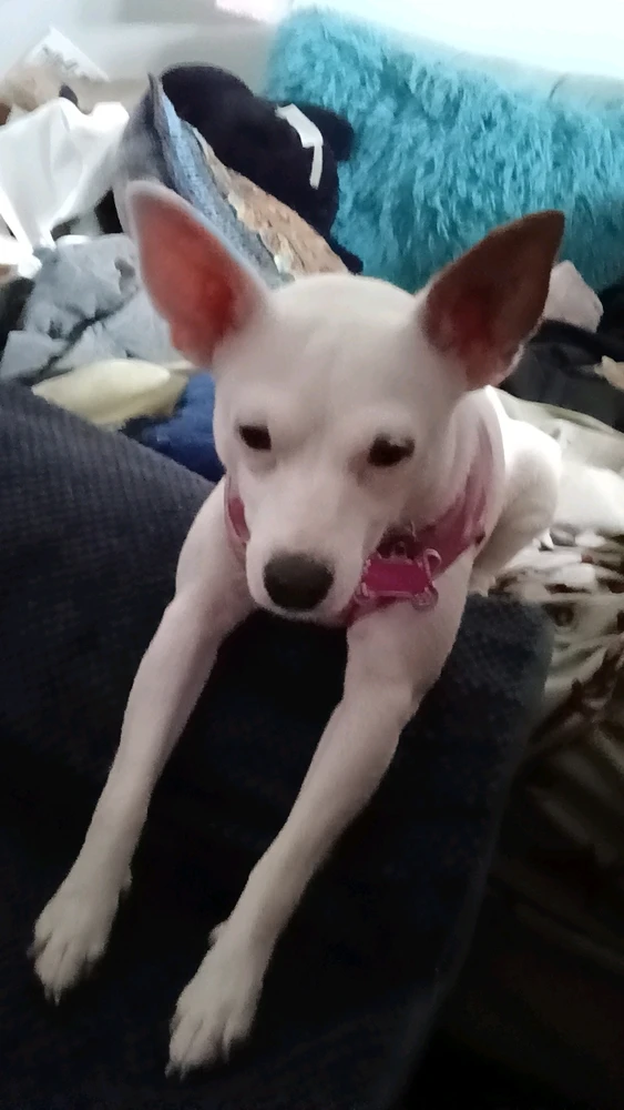 Image uploaded by DevilsDaughter