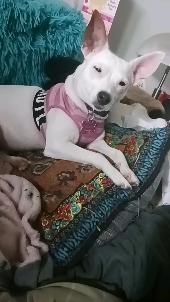 Image uploaded by DevilsDaughter