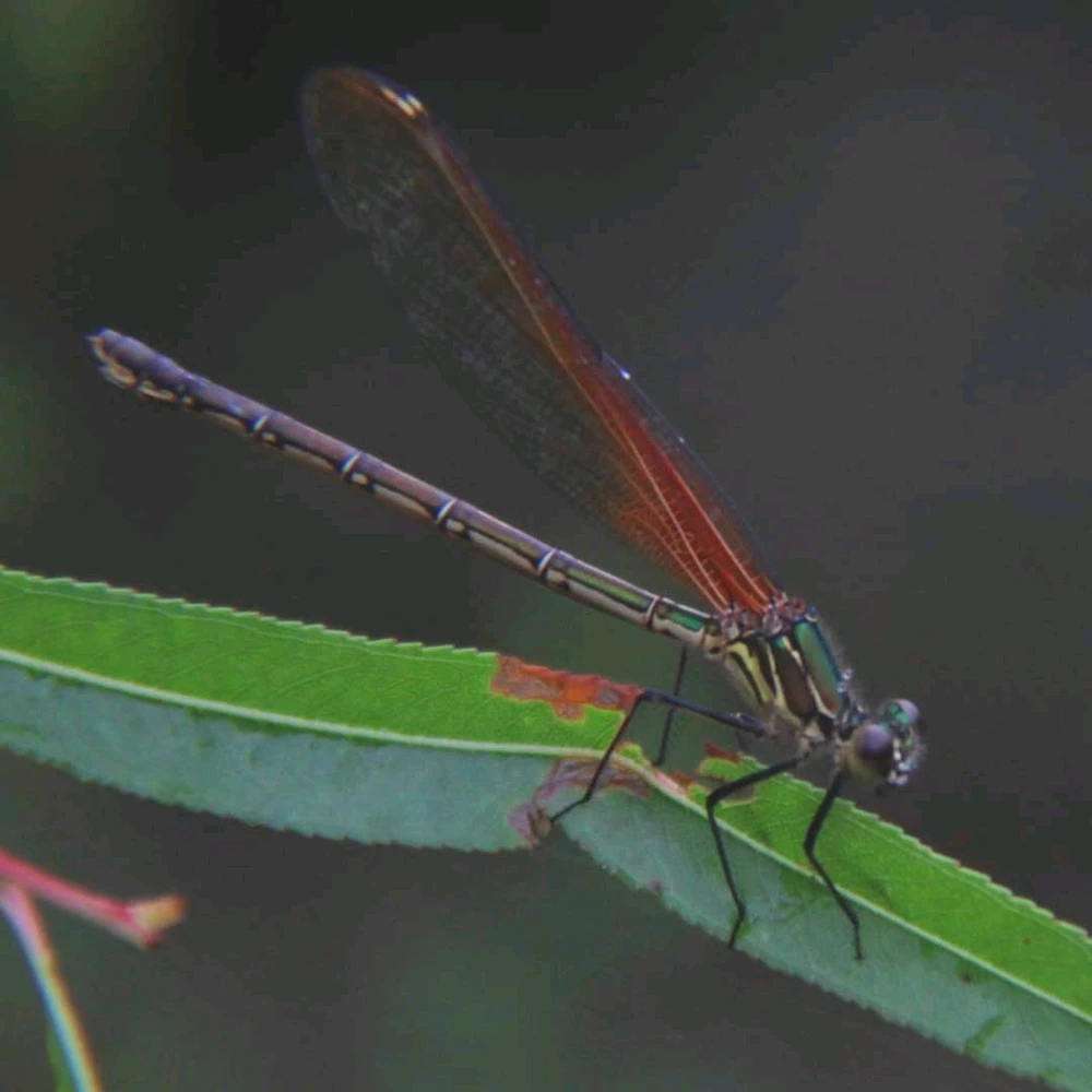 Image uploaded by Joshua Smith