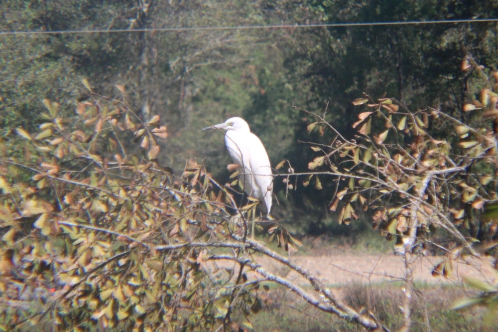 Image uploaded by Joshua Smith