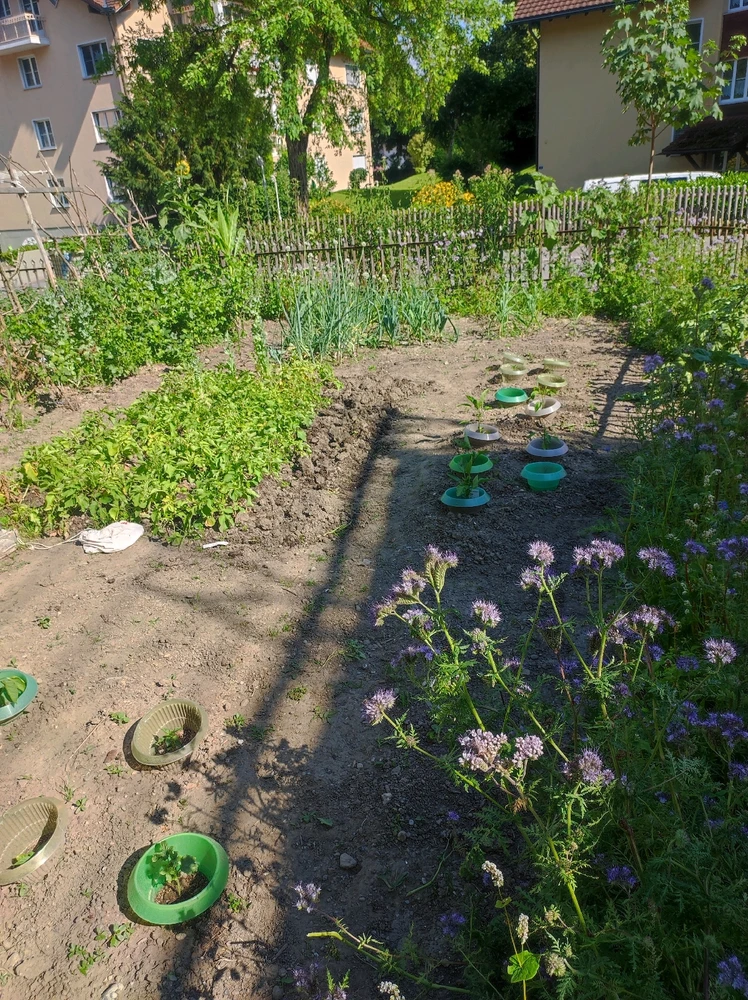 Mein Garten