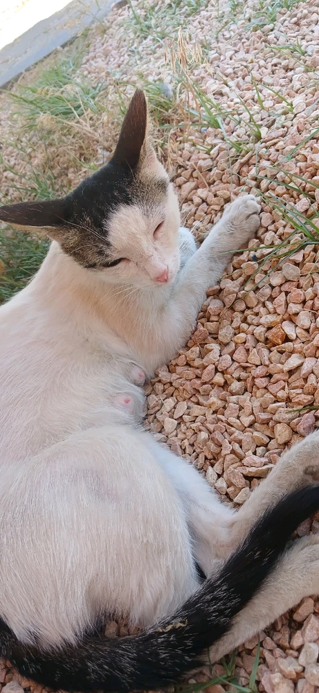 Can tarafından yüklenen GIF