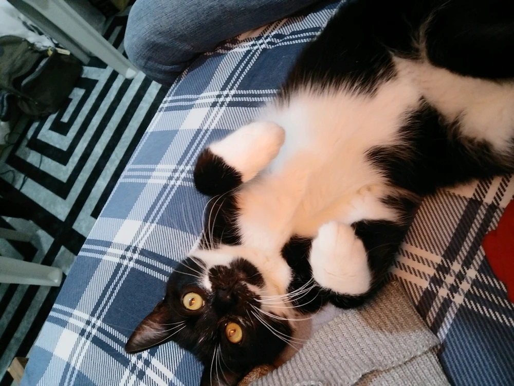 Can tarafından yüklenen GIF