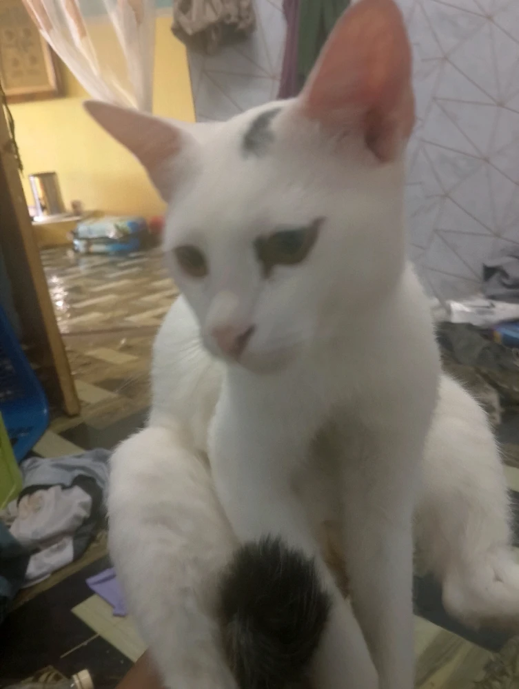 GIF uploaded by Iwan